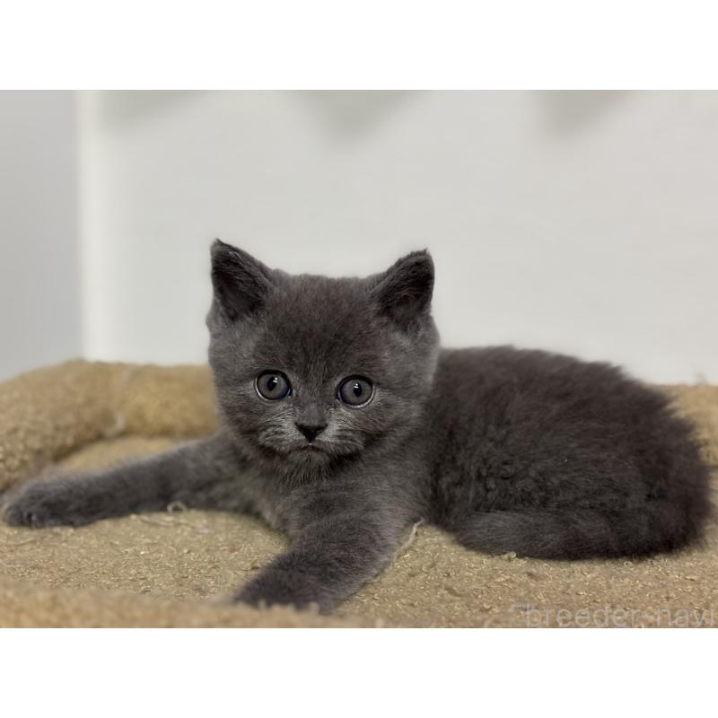 成約済の神奈川県のブリティッシュショートヘア-135296の5枚目