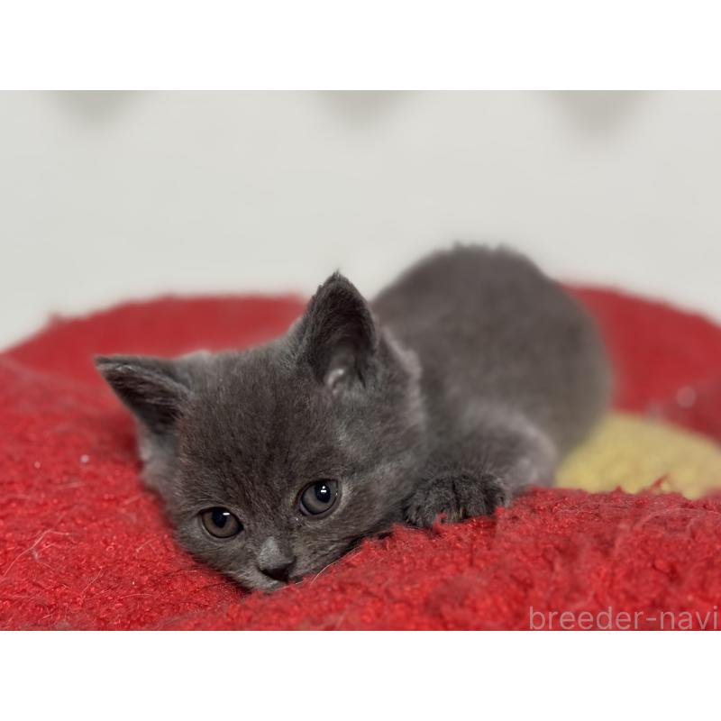 成約済の神奈川県のブリティッシュショートヘア-135296の4枚目