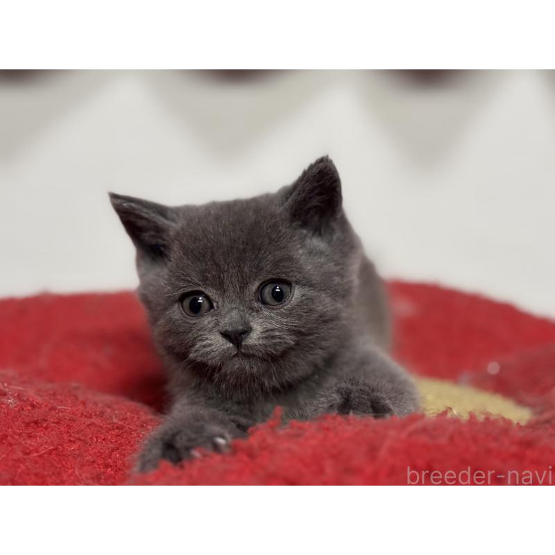 成約済の神奈川県のブリティッシュショートヘア-135296の3枚目