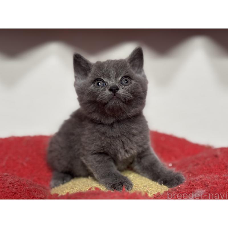 成約済の神奈川県のブリティッシュショートヘア-135296の2枚目