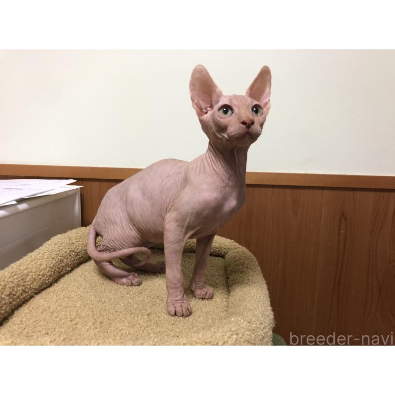 販売中の岐阜県のスフィンクス-131424の5枚目