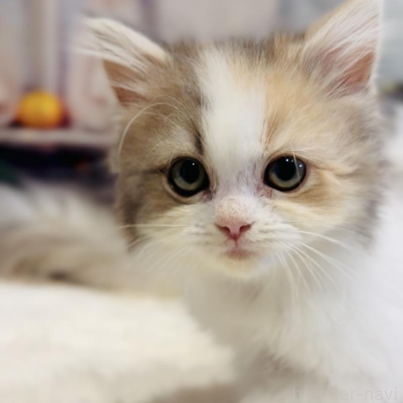 販売中の岐阜県のサイベリアン-136021の6枚目