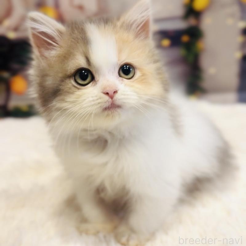 販売中の岐阜県のサイベリアン-136021の1枚目