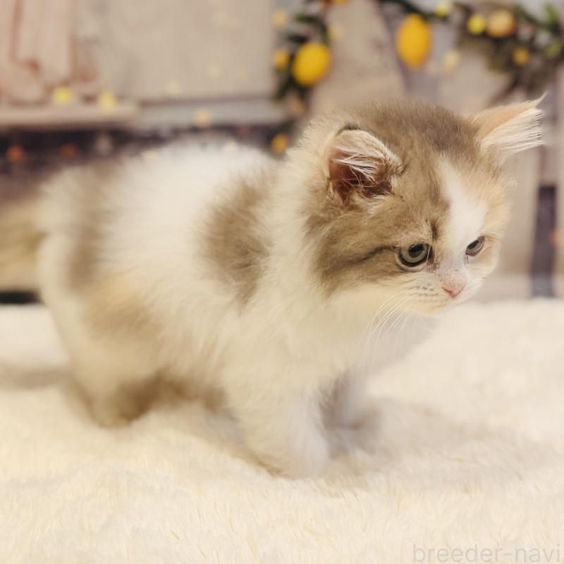 販売中の岐阜県のサイベリアン-136021の5枚目