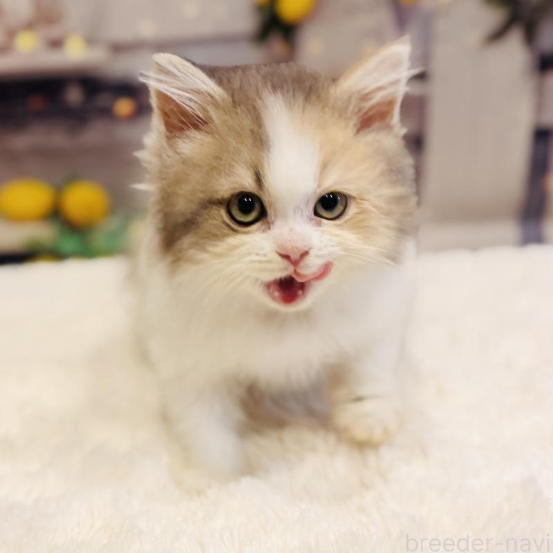 販売中の岐阜県のサイベリアン-136021の4枚目