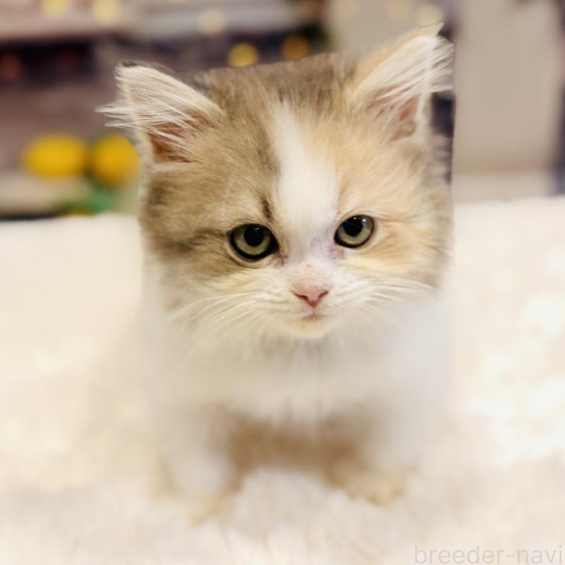 販売中の岐阜県のサイベリアン-136021の3枚目