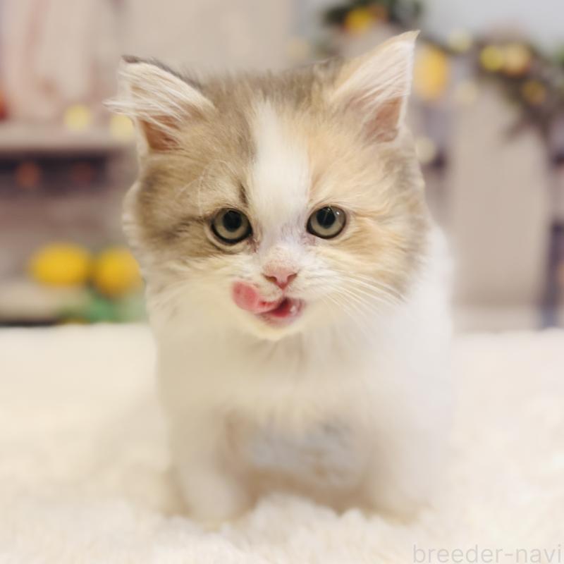 販売中の岐阜県のサイベリアン-136021の2枚目