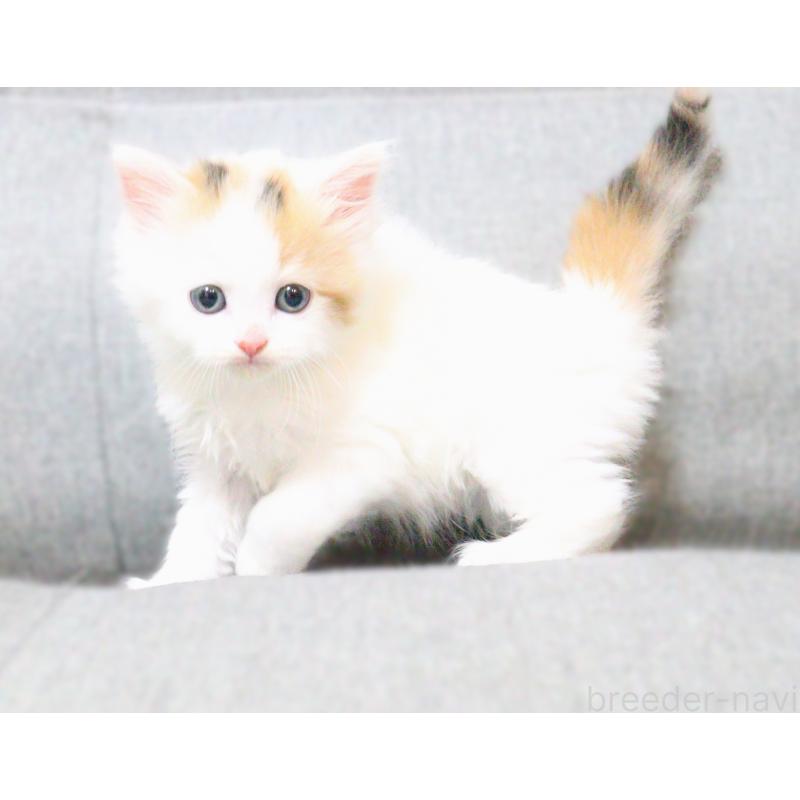 販売中の福岡県のサイベリアン-136025の1枚目