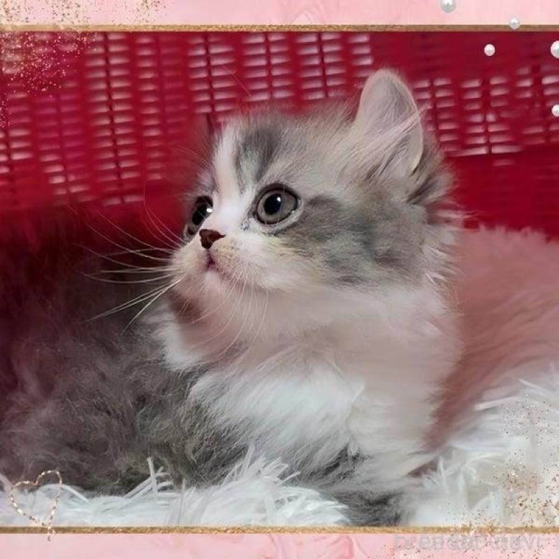 販売中の愛媛県のミヌエット-136026の6枚目