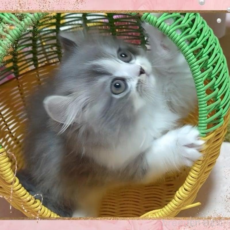 販売中の愛媛県のミヌエット-136026の5枚目