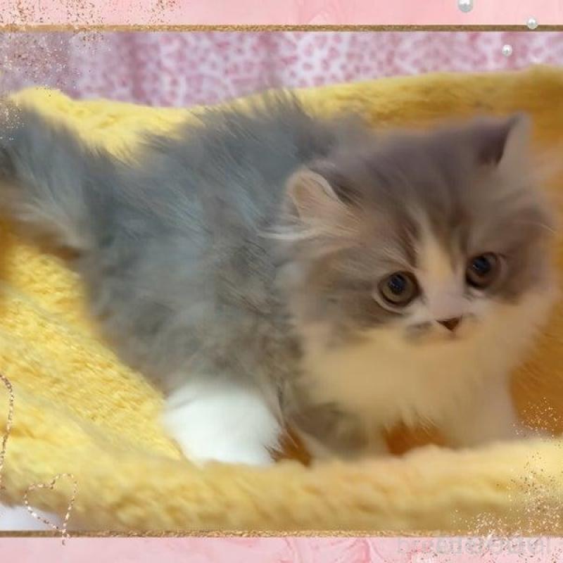 販売中の愛媛県のミヌエット-136026の4枚目