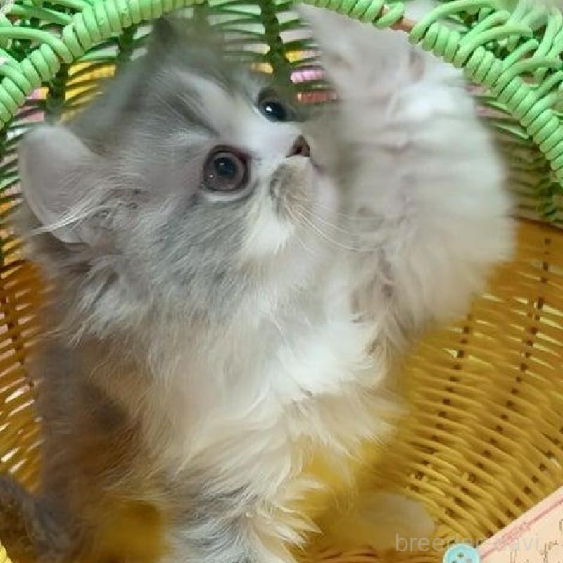 販売中の愛媛県のミヌエット-136026の3枚目