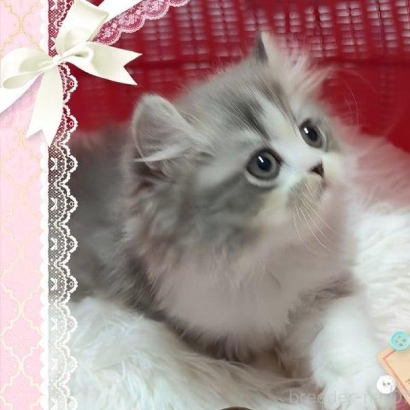 販売中の愛媛県のミヌエット-136026の2枚目