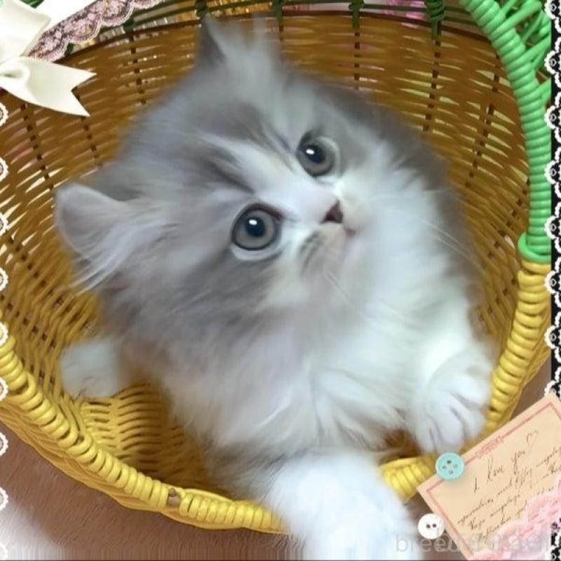 販売中の愛媛県のミヌエット-136026の1枚目