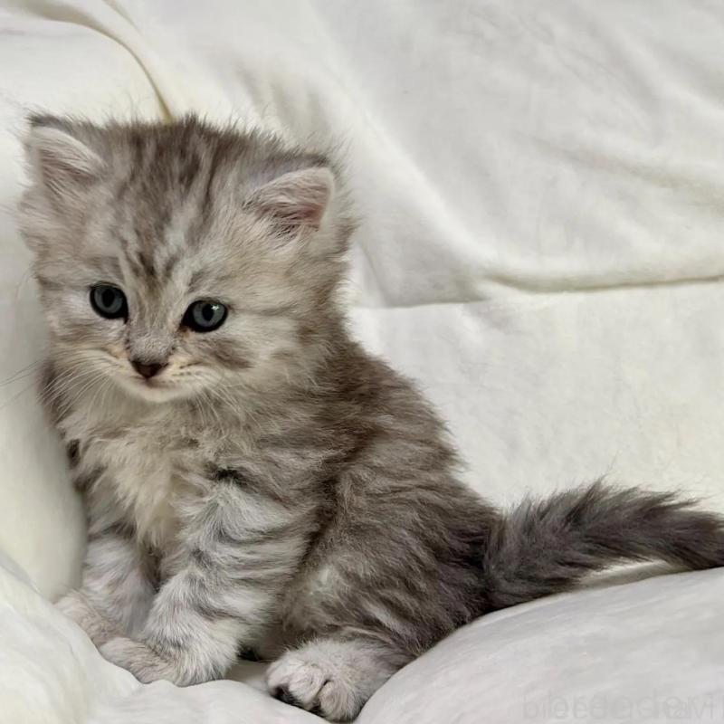 販売中の茨城県のスコティッシュフォールド-136027の6枚目