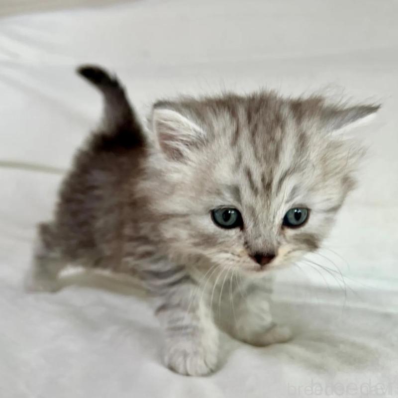 販売中の茨城県のスコティッシュフォールド-136027の5枚目