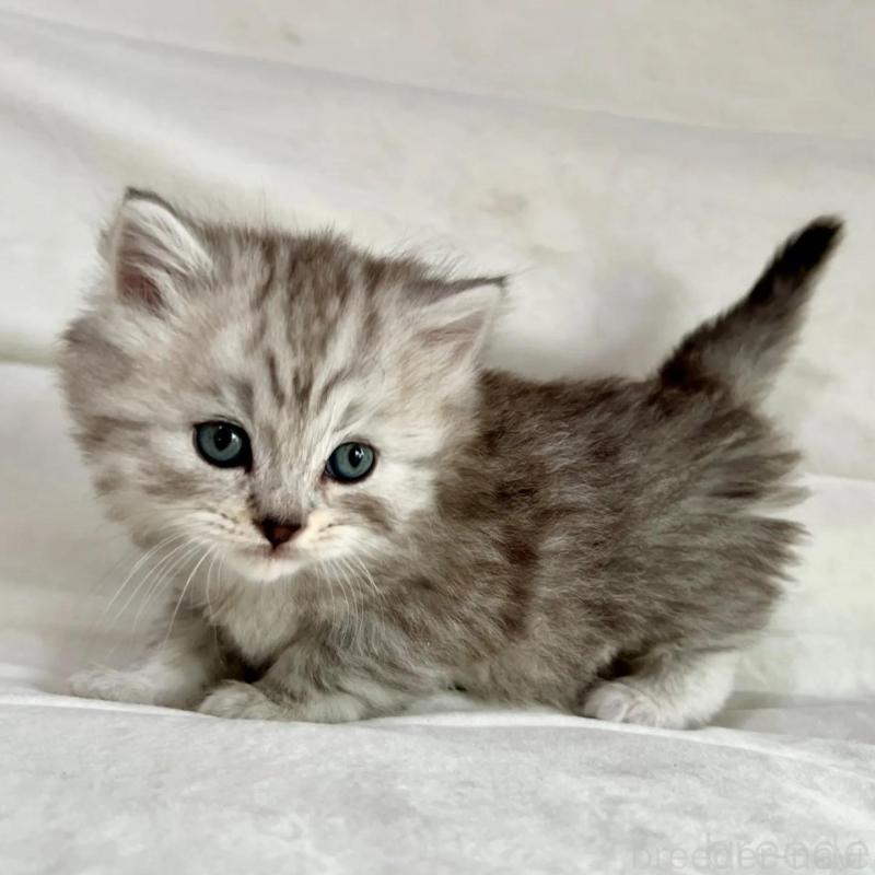 販売中の茨城県のスコティッシュフォールド-136027の4枚目