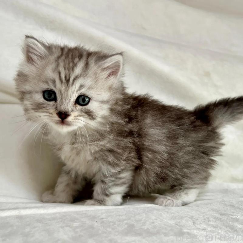 販売中の茨城県のスコティッシュフォールド-136027の3枚目