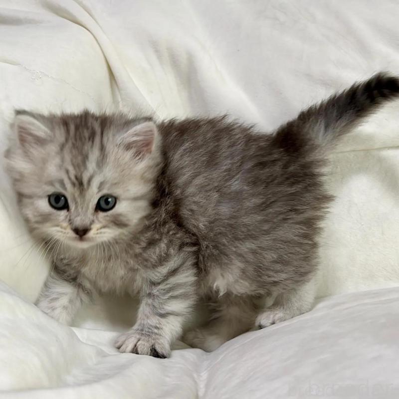 販売中の茨城県のスコティッシュフォールド-136027の2枚目