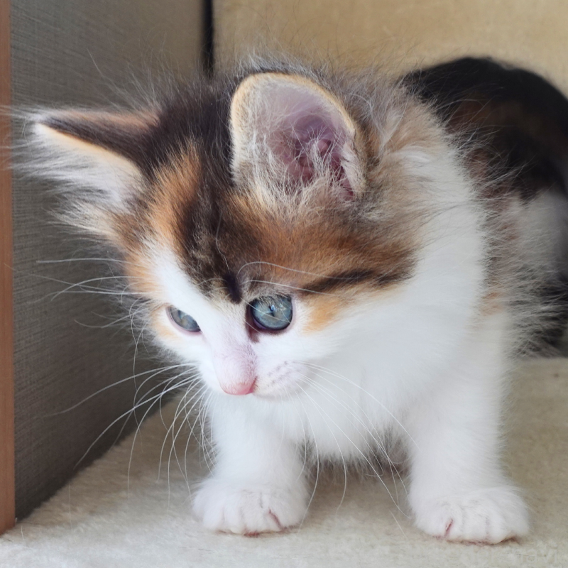 販売中の神奈川県のノルウェージャンフォレストキャット-136028の14枚目