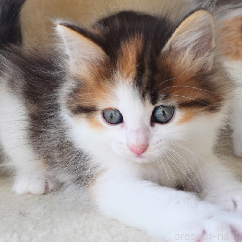 販売中の神奈川県のノルウェージャンフォレストキャット-136028の13枚目