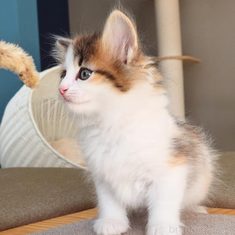 販売中の神奈川県のノルウェージャンフォレストキャット-136028の12枚目