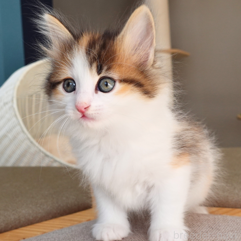 販売中の神奈川県のノルウェージャンフォレストキャット-136028の11枚目