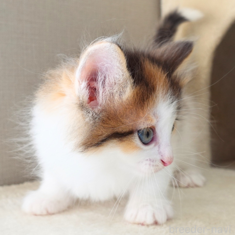 販売中の神奈川県のノルウェージャンフォレストキャット-136028の10枚目