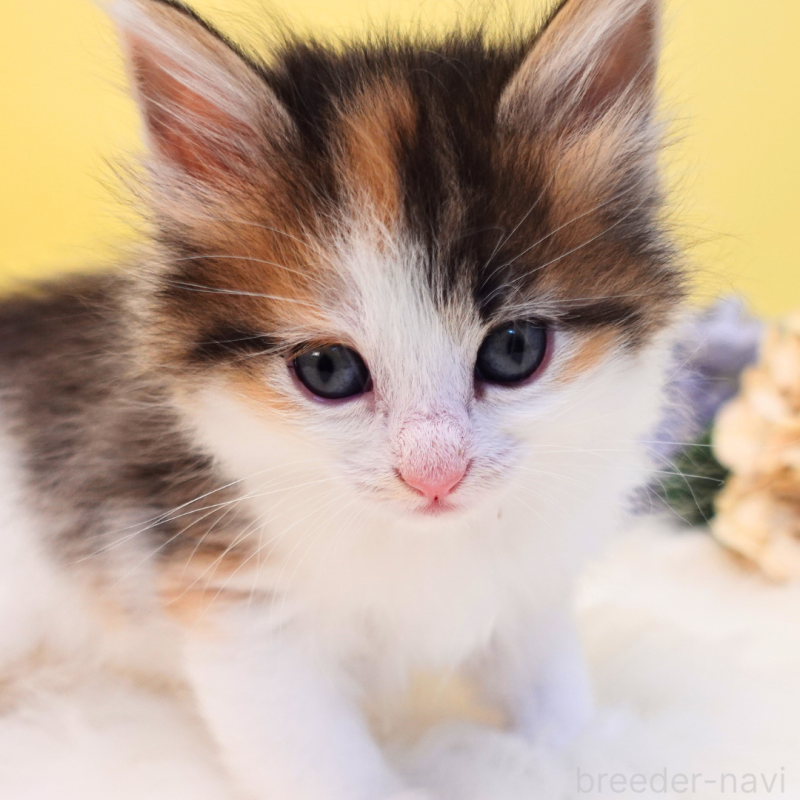 販売中の神奈川県のノルウェージャンフォレストキャット-136028の9枚目