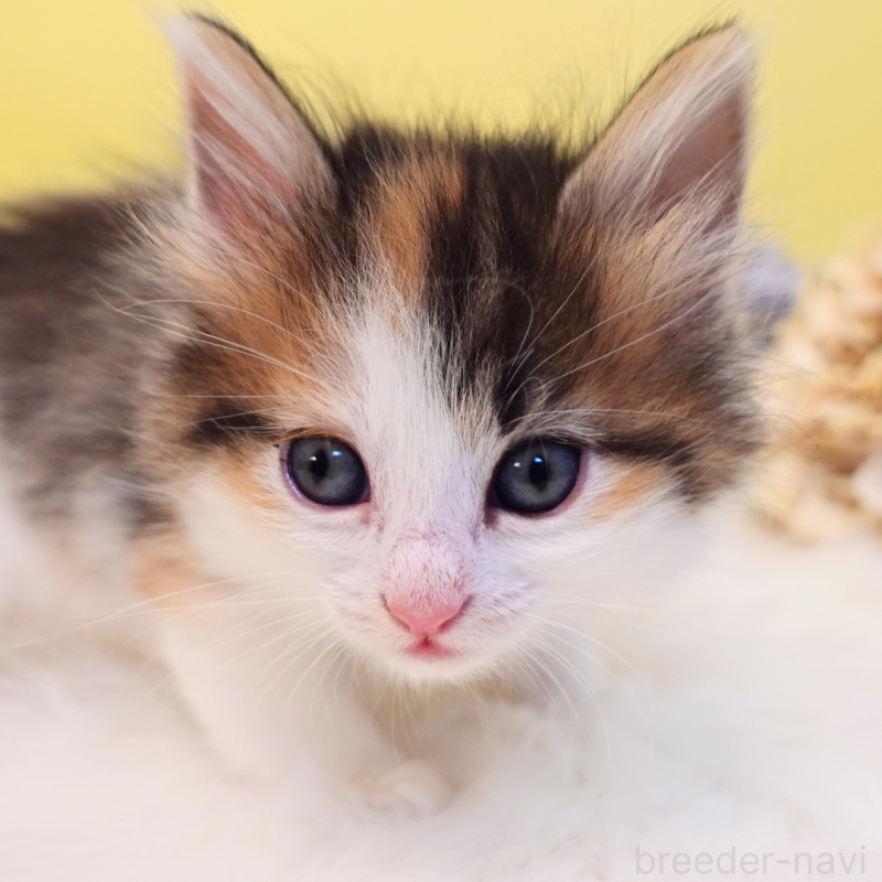 販売中の神奈川県のノルウェージャンフォレストキャット-136028の8枚目