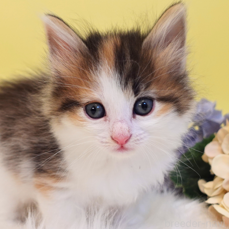 販売中の神奈川県のノルウェージャンフォレストキャット-136028の6枚目