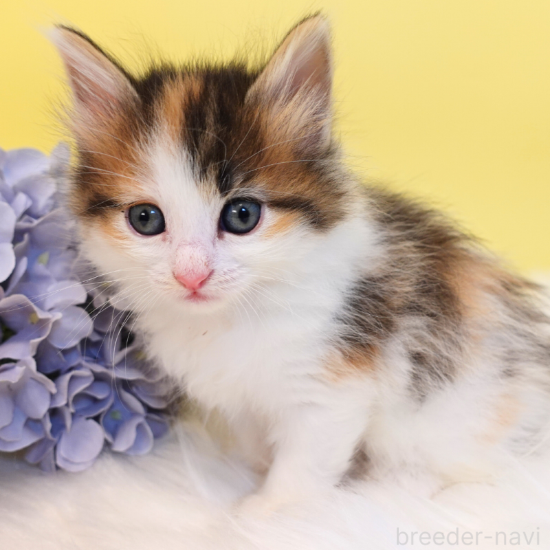 販売中の神奈川県のノルウェージャンフォレストキャット-136028の5枚目