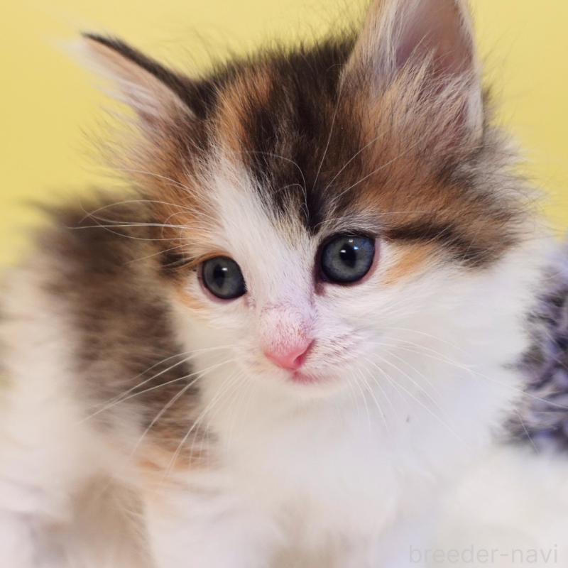 販売中の神奈川県のノルウェージャンフォレストキャット-136028の2枚目