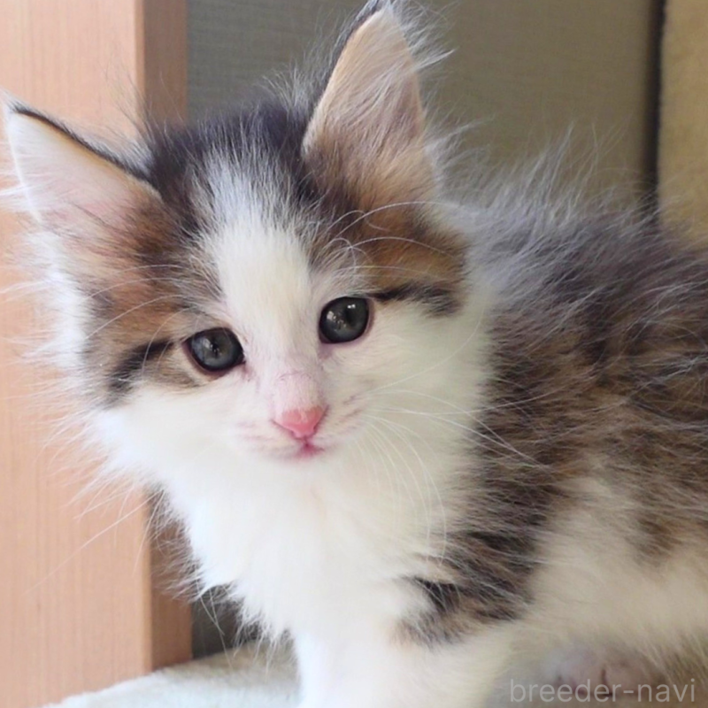 販売中の神奈川県のノルウェージャンフォレストキャット-136029の15枚目