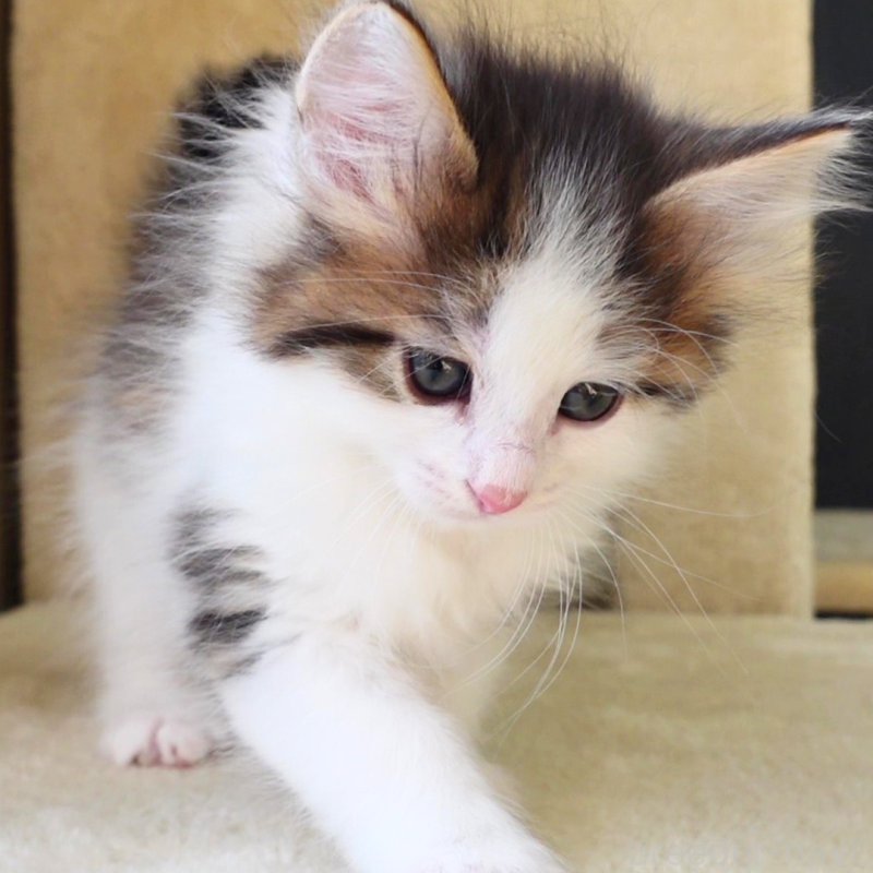 販売中の神奈川県のノルウェージャンフォレストキャット-136029の14枚目