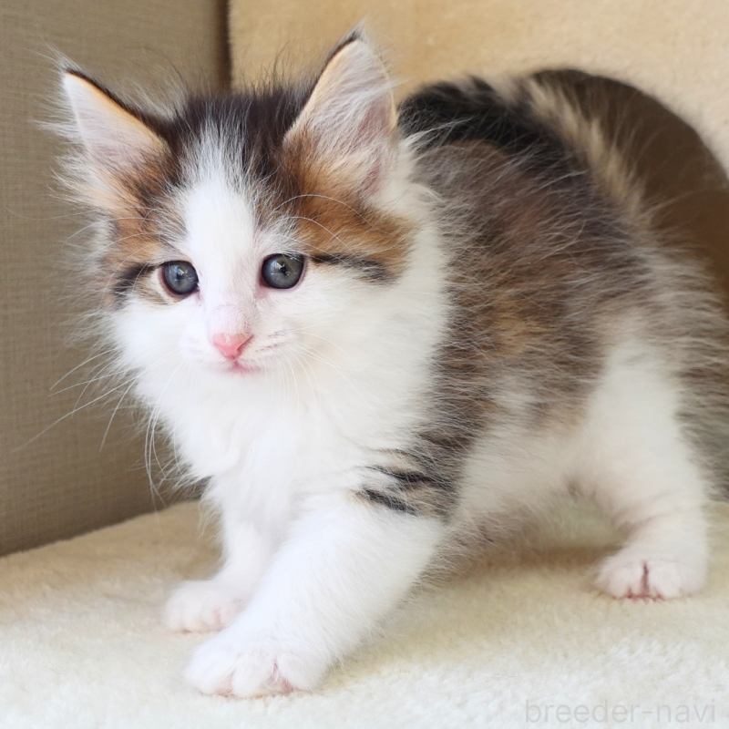 販売中の神奈川県のノルウェージャンフォレストキャット-136029の12枚目