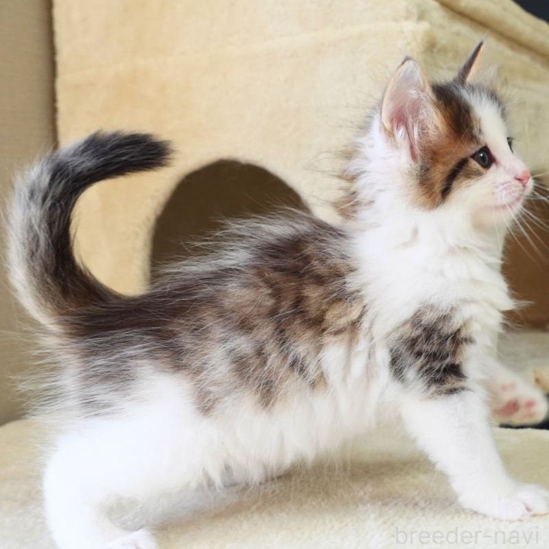 販売中の神奈川県のノルウェージャンフォレストキャット-136029の11枚目