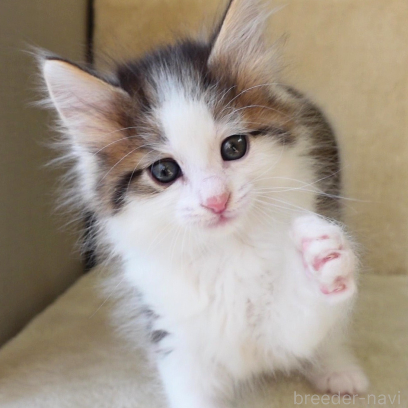 販売中の神奈川県のノルウェージャンフォレストキャット-136029の10枚目