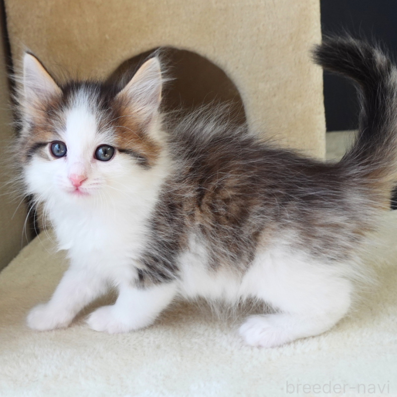 販売中の神奈川県のノルウェージャンフォレストキャット-136029の1枚目
