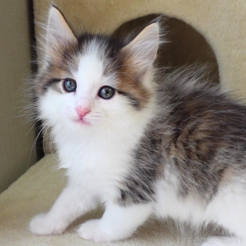 販売中の神奈川県のノルウェージャンフォレストキャット-136029の9枚目