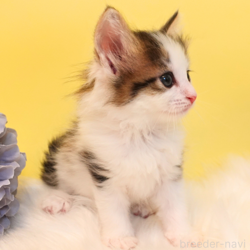 販売中の神奈川県のノルウェージャンフォレストキャット-136029の8枚目