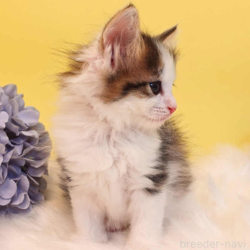 販売中の神奈川県のノルウェージャンフォレストキャット-136029の7枚目