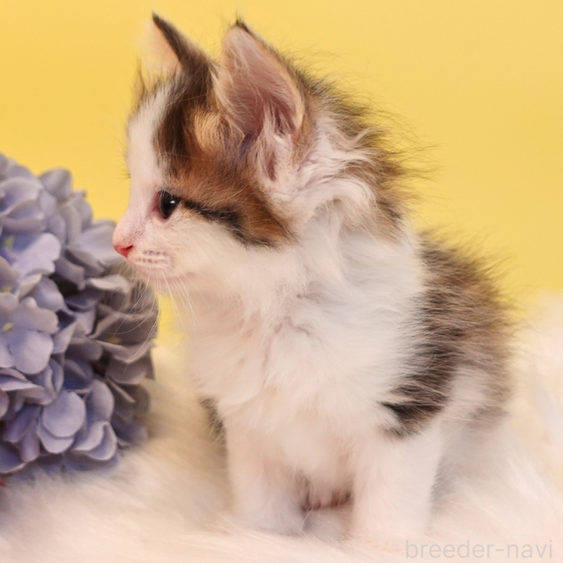 販売中の神奈川県のノルウェージャンフォレストキャット-136029の6枚目