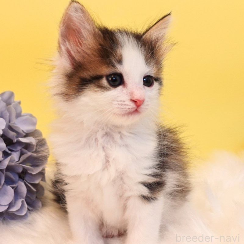 販売中の神奈川県のノルウェージャンフォレストキャット-136029の5枚目