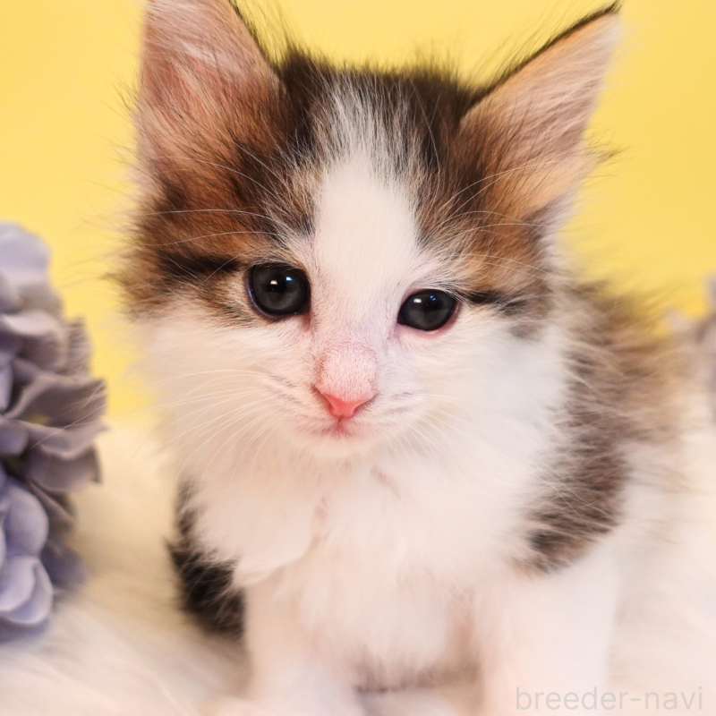 販売中の神奈川県のノルウェージャンフォレストキャット-136029の4枚目