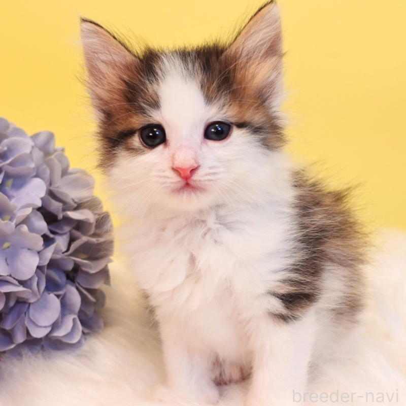 販売中の神奈川県のノルウェージャンフォレストキャット-136029の3枚目