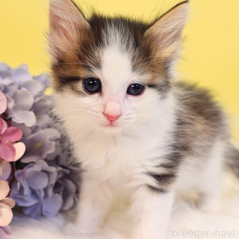 販売中の神奈川県のノルウェージャンフォレストキャット-136029の2枚目