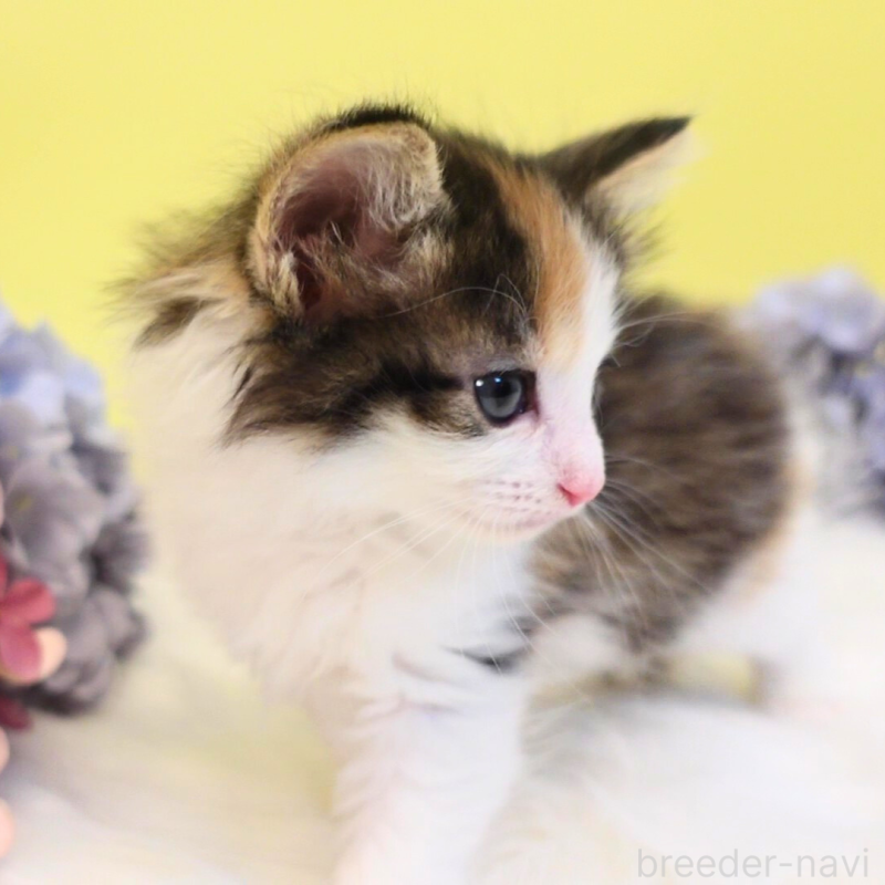 販売中の神奈川県のノルウェージャンフォレストキャット-136030の15枚目