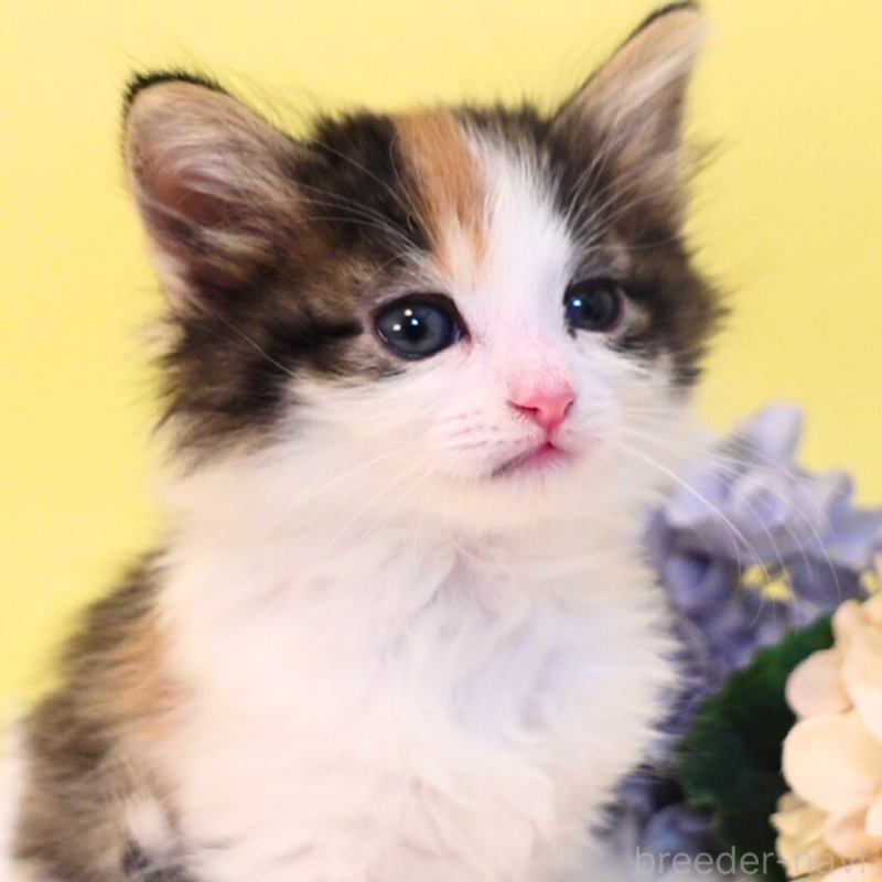 販売中の神奈川県のノルウェージャンフォレストキャット-136030の13枚目