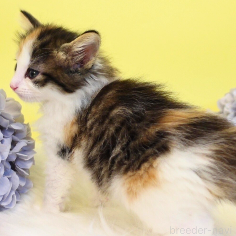 販売中の神奈川県のノルウェージャンフォレストキャット-136030の12枚目